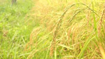 dourado orelhas do arroz dentro a arroz campo video