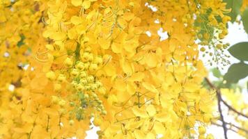 Yellow flowers bloom in summer. video