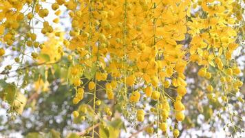 giallo fiori fioritura nel estate. video