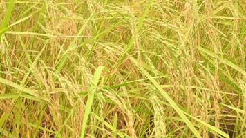 Golden ears of rice in the rice field video