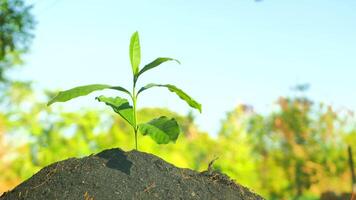 le peu arbre est croissance. video