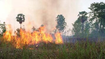 The rice fields burned over a wide area. video