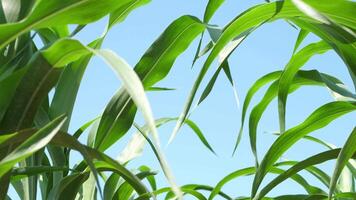 sorgo plantas estão florescendo dentro inverno. video