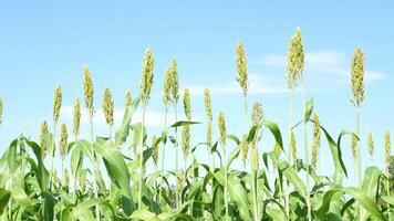 Sorghum plants are blooming in winter. video