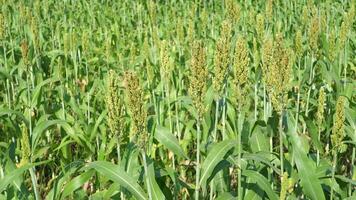 sorgo plantas son floreciente en invierno. video