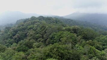 forêt tropicale montagnes dans le brouillard video
