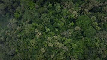 regnskogar Drönare flygande över träd video