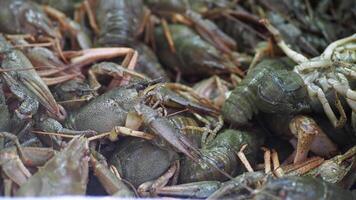 a lot of green live prawn close-up. video