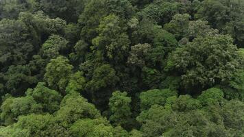 florestas tropicais zangão vôo sobre árvores video