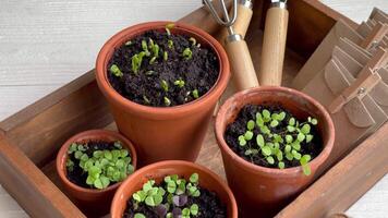 Pots with various vegetables seedlings. video