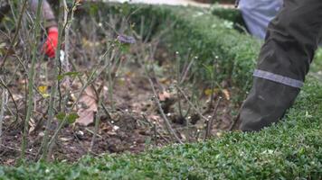 persona arrodillado en suelo, corte árbol ramas con tijeras video