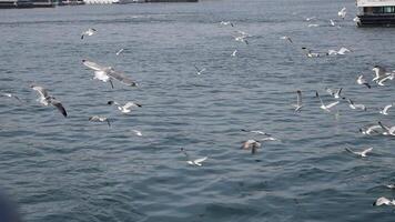 seagulls flygande på bosphorus flod video