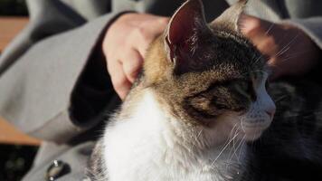 femelle étreindre sa chat. gens dans vivre avec chat . video