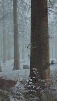 winter wit bevroren bos in sneeuw video
