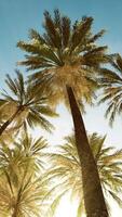 view of the palm trees passing by under blue skies video