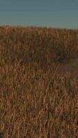 campo de trigo dourado na paisagem do pôr do sol video