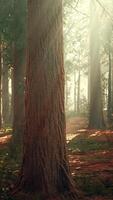 jätte sequoia i den jättelika skogsdungen i sequoia nationalparken video