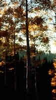 paisagem de outono de montanha com floresta amarela video
