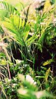 närbild djungel gräs och växter video