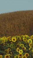 fält av blommande solrosor på en bakgrund solnedgång video