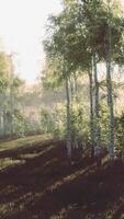 bosque de bétulas brancas na primavera video