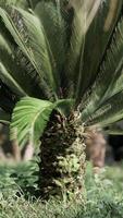 tropiska palmer och växter på solig dag video