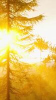 Mesmerizing sunburst breaking through pine needles video