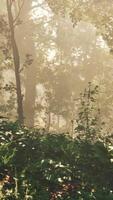 Sol strålar strömmande genom de träd trunkar av de vintergröna skog video
