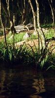 Pond in mossy green forest video