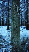 hoog bomen in sneeuw petten en in mist video