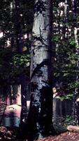 solen strålar genom tjocka träd grenar i tät grön skog video