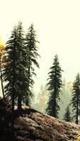 árboles cubiertos de niebla en las montañas video