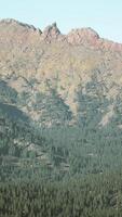 bellissimo montagna Visualizza con pino foresta video