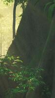 Regenwald in Mittelamerika video