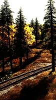 Dilapidated train tracks traversing a forest of fir trees at sunset video