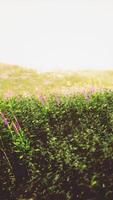 paisagem toscana com belas colinas verdes primavera video