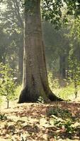 mattina presto con l'alba nella foresta video