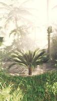 gouden licht verhelderend tropisch palm boom video
