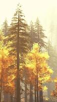 pitoresco pinho floresta dentro a montanhas durante outono pôr do sol video