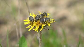 Multiple swarm of young chafers gathered on a yellow dandelion flower to search for nectar video