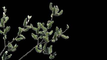 Young tree branch with sprouted green leaves with alpha channel spring landscape in sunny weather video