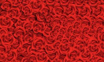 Red Rose Background wallpaper vector