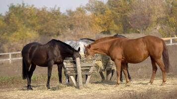 uma rebanho do cavalos pastar em uma verde Prado video