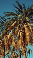 tropical palm trees from below video