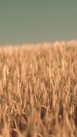 Agricultural wheat field under sunset video