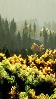 pôr do sol brilhante nas montanhas com floresta video