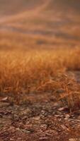 rochers dorés et herbe dans les montagnes video