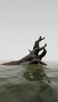 Isolated dead tree in the water on the beach in black and white, loneliness. video