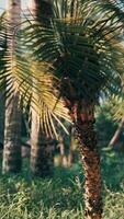 tropiska palmer och växter på solig dag video