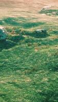 alpine meadow with rocks and green grass video
